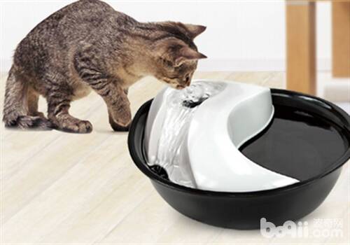 介绍十款适合猫咪的饮水器
