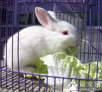 兔子吃头发 易造成胃肠道阻塞