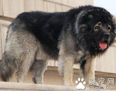 高加索犬饲养方法 免疫注射每年一次