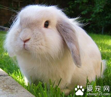 兔子一般吃什么 可以适当提供蔬菜水果