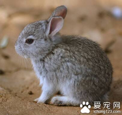 刚出生的兔子吃什么 牧草是兔子必备食物