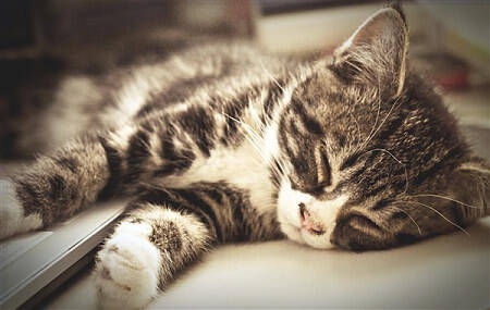 猫为什么晚上不睡觉 白天消耗精力