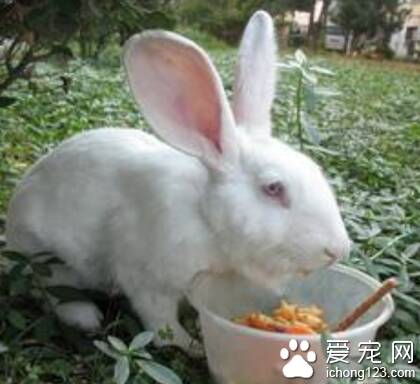 兔子吃巧克力 忌食肉及动物性食品