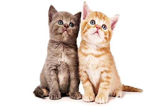 你知道公猫和母猫的区别吗？