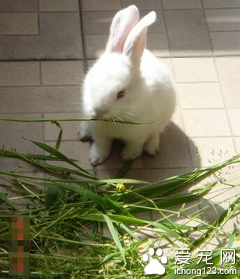 兔子最爱吃什么草 注意科学的喂养原则