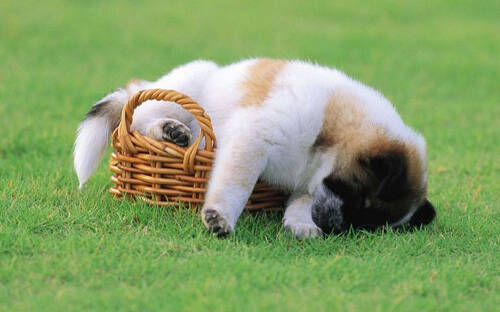 狗一天睡多长时间 没有较固定的睡眠时间