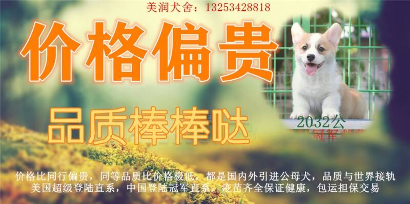 郑州美润犬舍美国超级冠军直系柯基犬宝贝全国发货担保交易