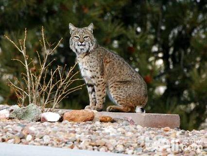 短尾猫为什么不能养？短尾猫介绍