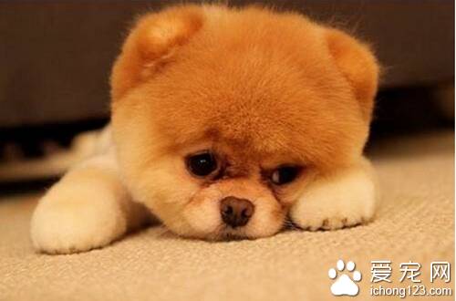 可爱狗狗品种  泰迪博美是比较热门的