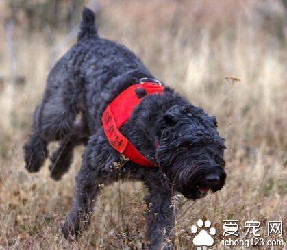 法兰德斯畜牧犬的喂食要点 多喂点蔬菜