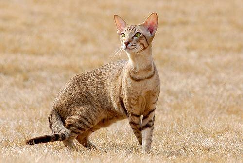 埃及猫吃什么驱虫药 猫咪驱虫药的用量