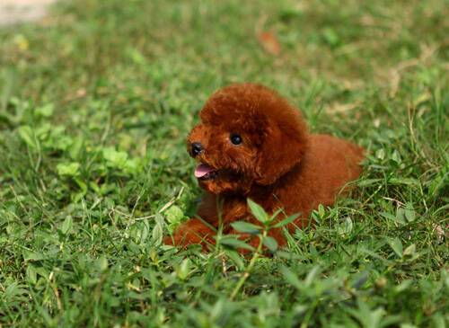 泰迪狗一天睡多少觉 铁笼睡觉的优势有哪些