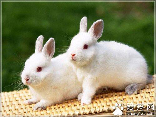 兔子喜欢吃什么  不停地咀嚼干草