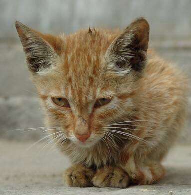 猫乱拉屎怎么办 猫的厕所需要经常清理