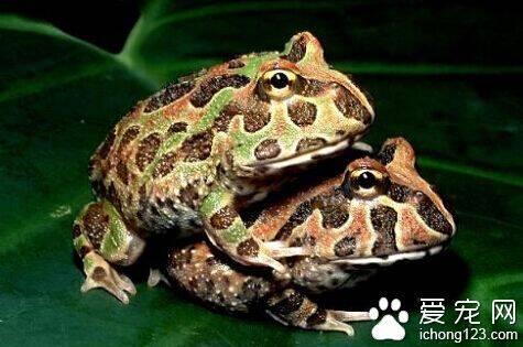 角蛙饲养 角蛙可以饲养在任何有水的空间