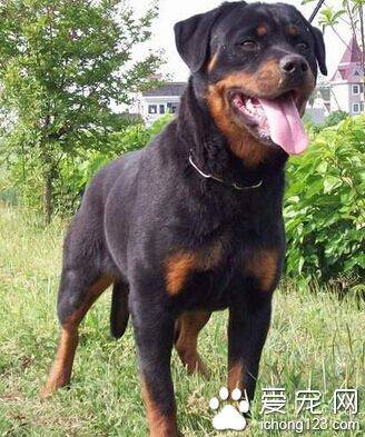 罗威纳犬怎么喂养 饲喂一定要定量