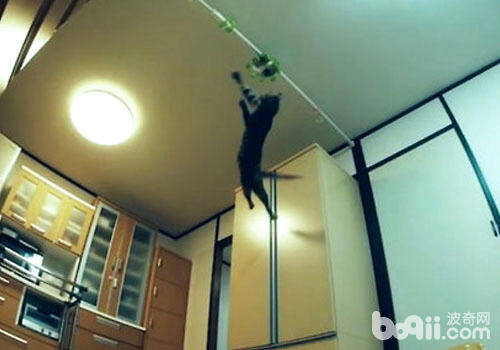 猫咪具有无与伦比的跳跃能力？