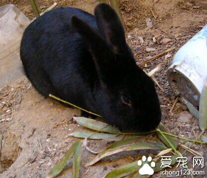 兔子吃西红柿 西红柿水分太多不宜多吃