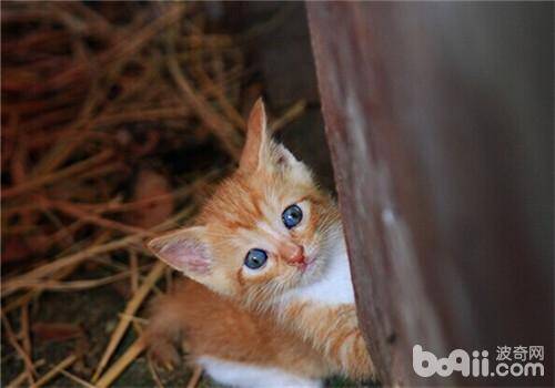 如何饲养流浪猫咪