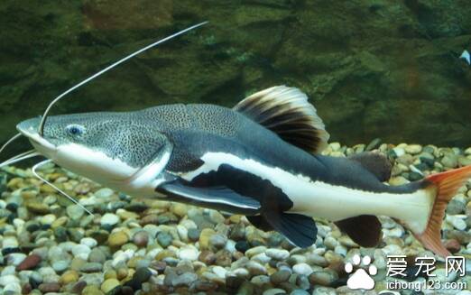 狗仔鲸怎么养  狗仔鲸饲养注意一下几点