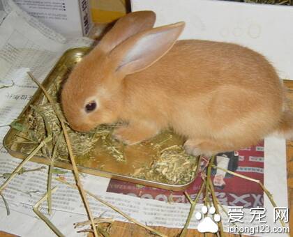 兔子喜欢吃的草 苜蓿草的粗蛋白含量高