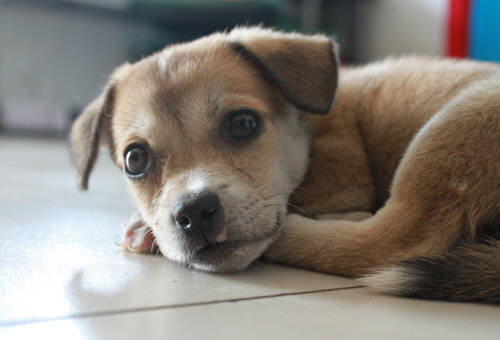 狗狗为什么是色盲 是不是只能看见黑白色