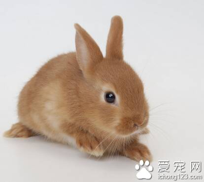 兔子吃什么补钙 缺钙在兔上及其罕见