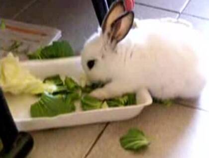 兔子怎么养好 可以提供含水量低的饲料