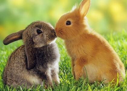 兔子喜欢吃什么食物 食物每次不能多喂