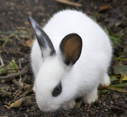 小兔子怎么喂 兔子的居住环境要卫生