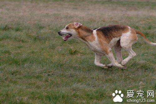 猎狐犬的喂食要点 幼崽喂养食物需易消化