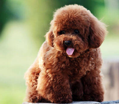 狗狗身上有跳蚤  勤洗澡