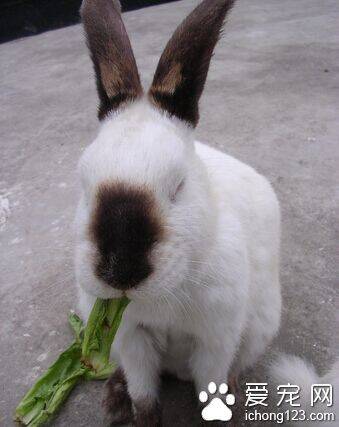 幼兔吃什么兔粮好 兔粮品种有很多