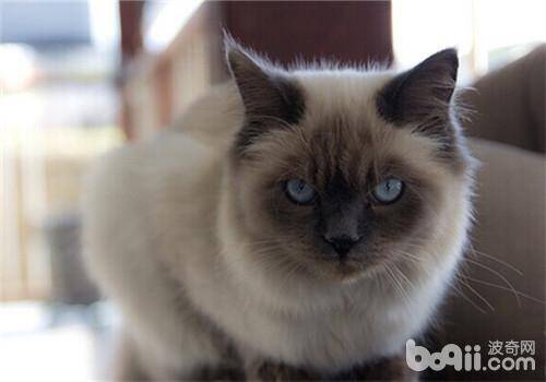 给猫咪修剪尾巴需要注意哪些事项