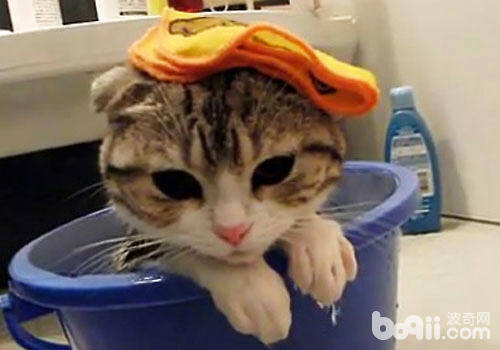 猫咪洗澡沐浴露怎么选择？有哪些注意事项？