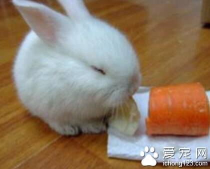 兔子不能吃什么菜 注意不要大量喂养