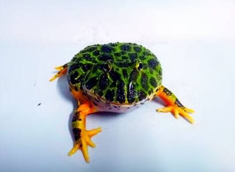 角蛙的饲养 要多加关注角蛙的卫生情况