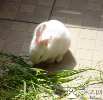 兔子该怎么养 饮食根据需要来调节