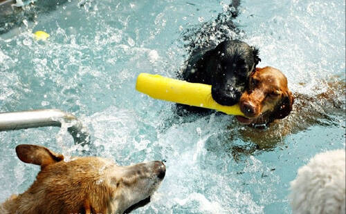 狗会游泳吗 游泳选择适合的场所