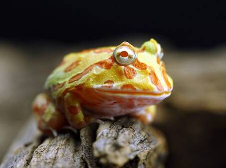 角蛙湿度 湿度和温度对饲养角蛙很重要