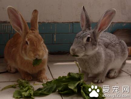 兔子可以吃什么蔬菜 食用时要注意适量