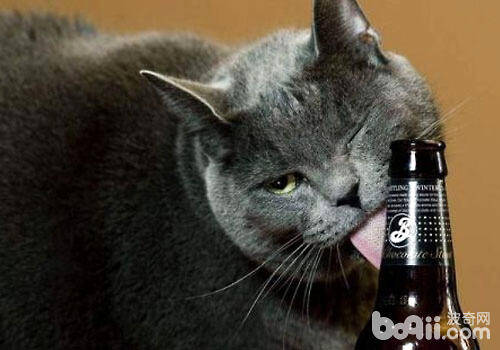 猫咪可以喝酒吗？