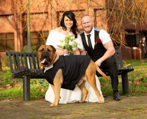 新娘子养的狗身患绝症，以便让家犬嫁妆，临时性把婚宴提早3六个月