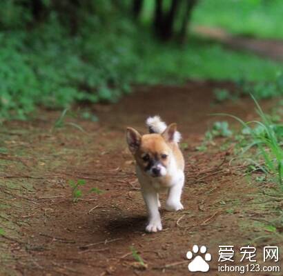 狗狗驱虫药怎么吃 注意驱虫药的用量