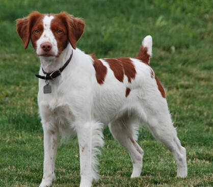 不列塔尼猎犬的养护常识 解决狗狗口臭问题