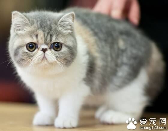 猫咪品种  市场上猫咪的种类有四十几种