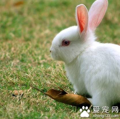 兔子能吃馒头吗 馒头含有大量淀粉