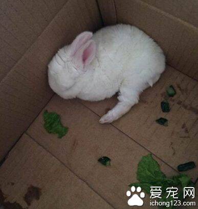 小兔子最爱吃什么 兔粮不要吃太多