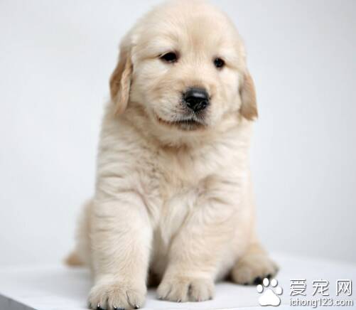 狗狗有跳蚤   解决狗狗有跳蚤的正确方法