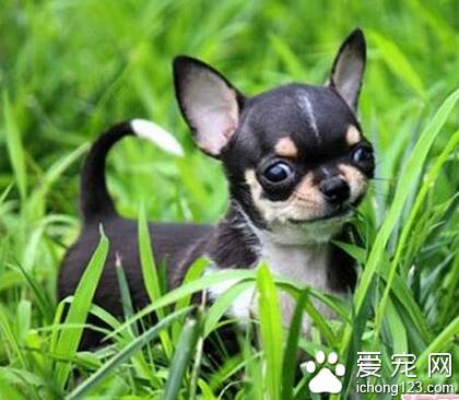 吉娃娃专用狗粮 需要足够的蛋白能量